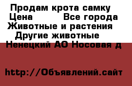 Продам крота самку › Цена ­ 200 - Все города Животные и растения » Другие животные   . Ненецкий АО,Носовая д.